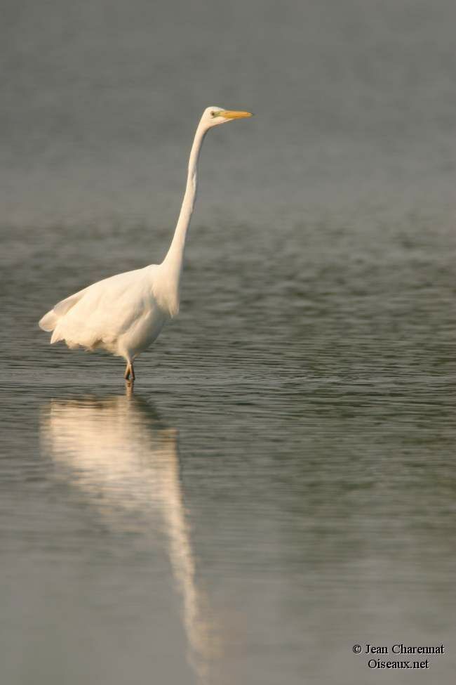 Great Egret