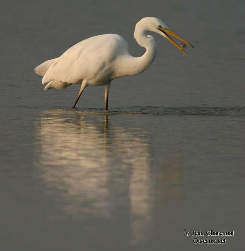 Grande Aigrette