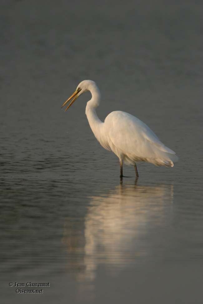 Great Egret