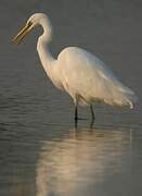 Grande Aigrette