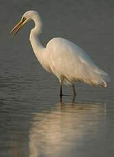 Grande Aigrette