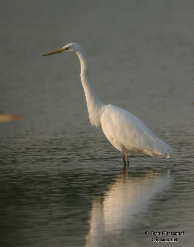 Grande Aigrette