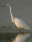 Grande Aigrette