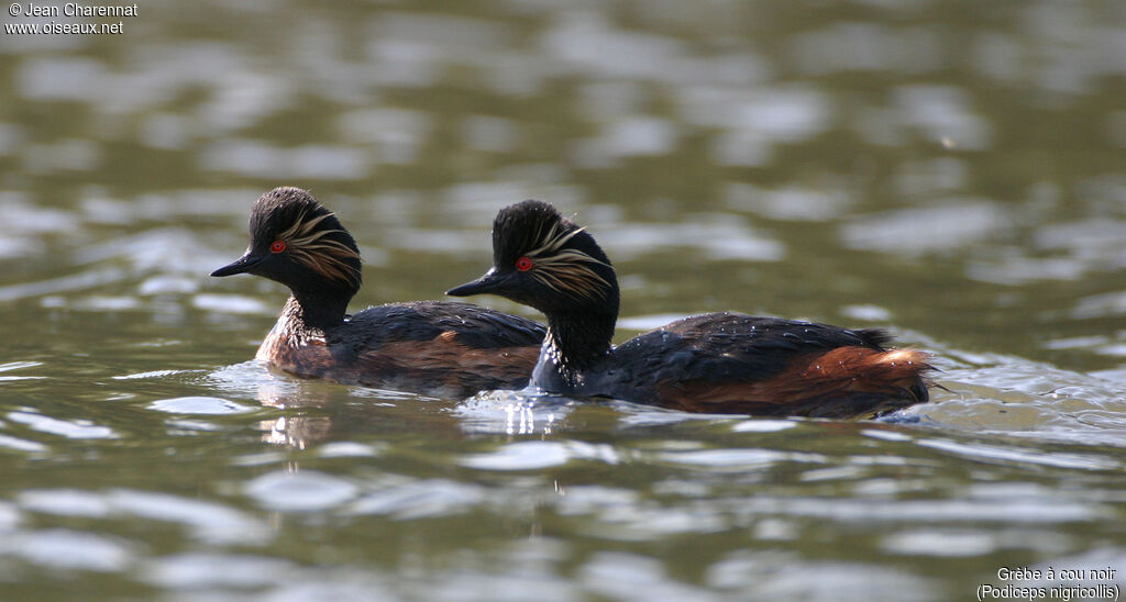 Black-necked Grebe