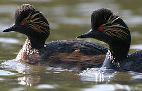 Black-necked Grebe