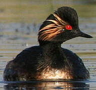 Black-necked Grebe