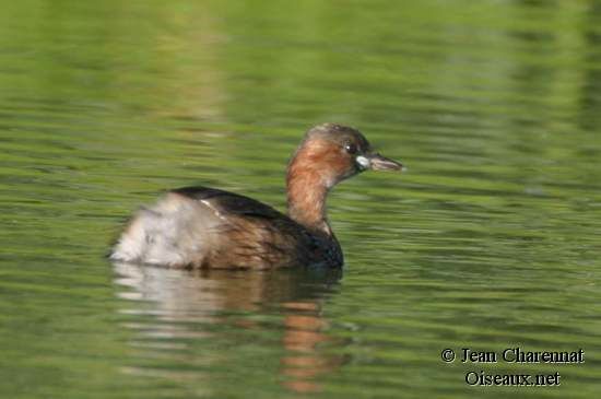 Little Grebe