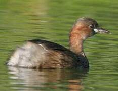 Little Grebe