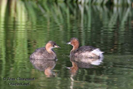 Little Grebe