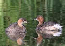 Little Grebe