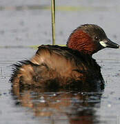 Little Grebe