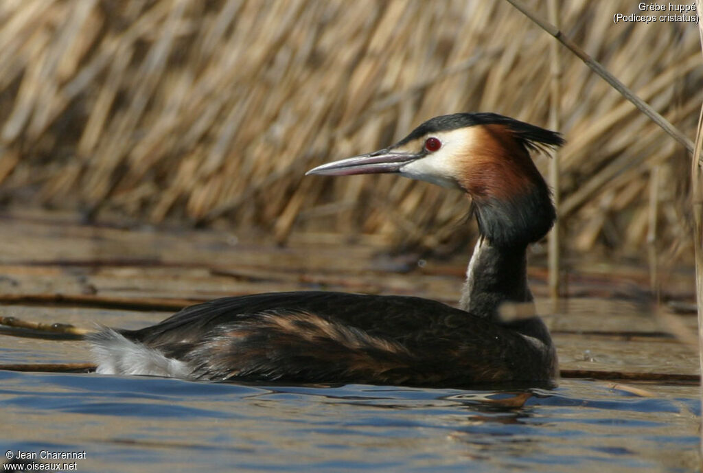 Great Crested Grebe