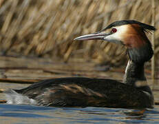 Great Crested Grebe