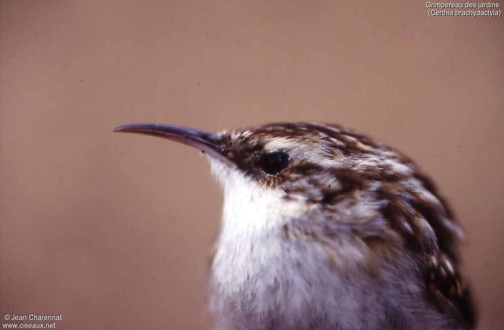 Short-toed Treecreeper