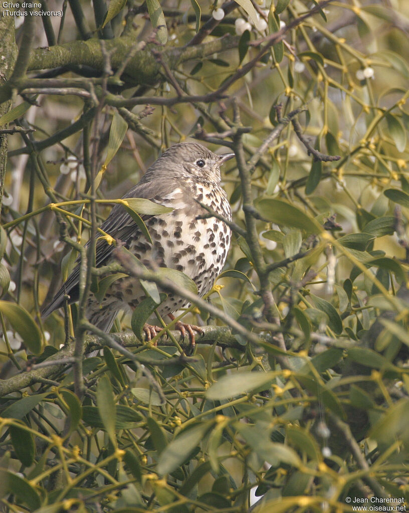 Mistle Thrush