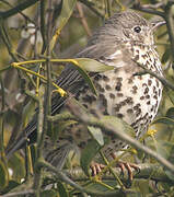 Mistle Thrush