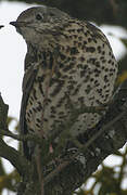 Mistle Thrush