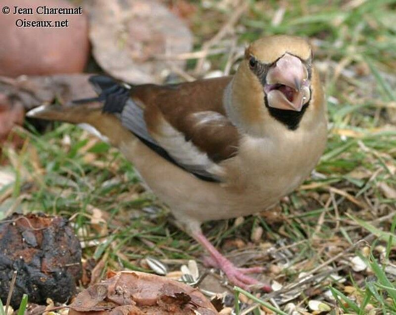 Hawfinch