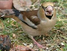 Hawfinch