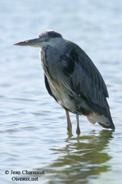 Grey Heron