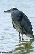 Grey Heron