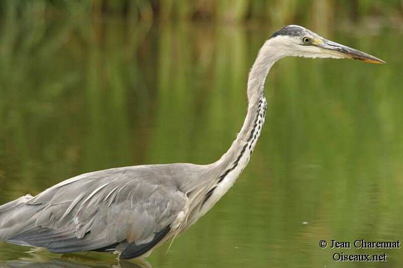 Grey Heron