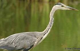 Grey Heron