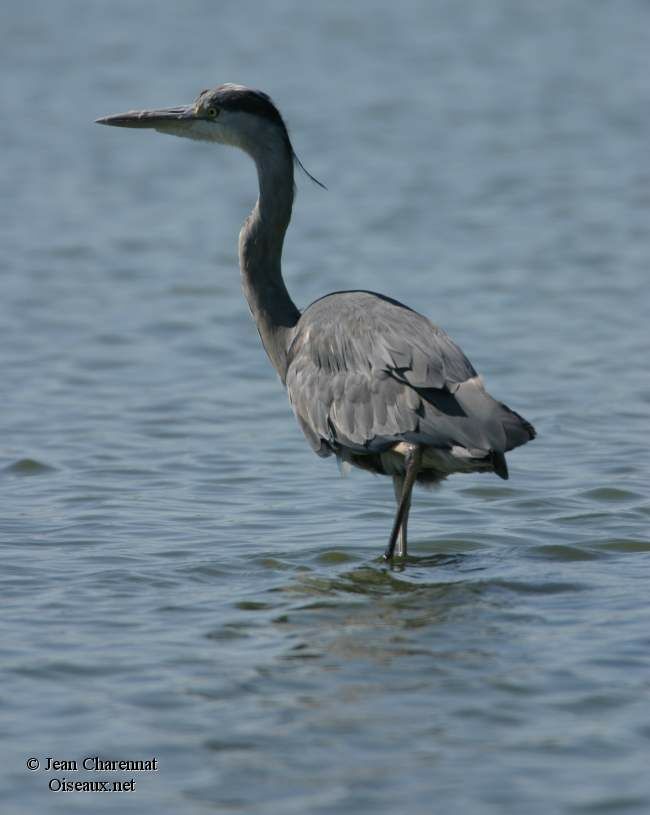 Grey Heron