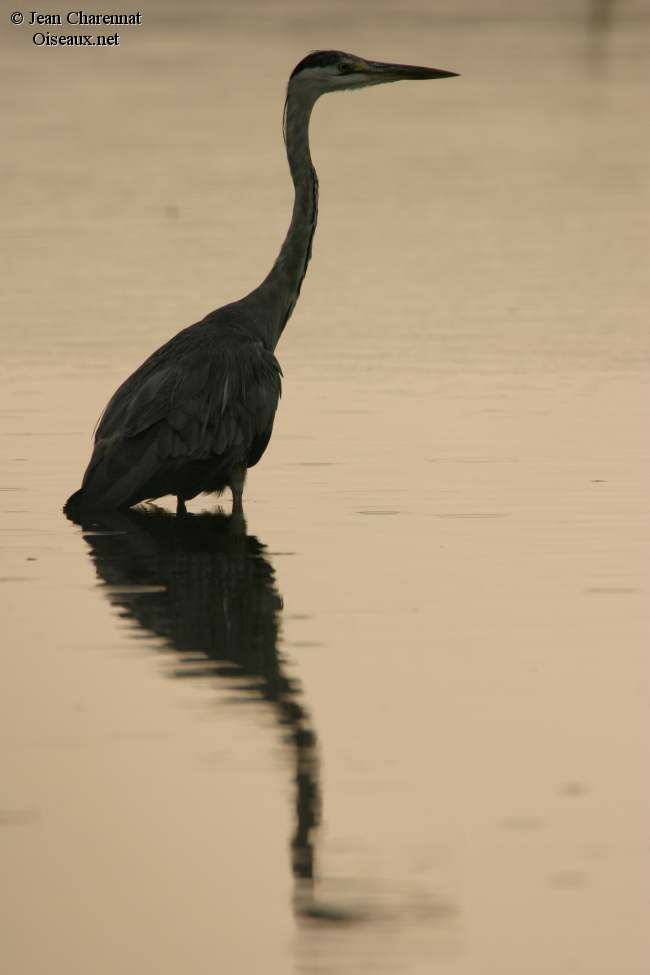 Grey Heron