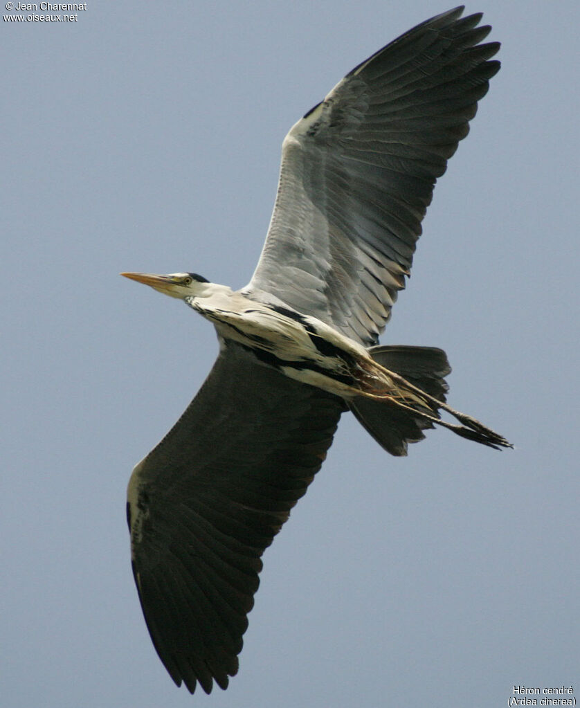 Grey Heron