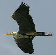 Grey Heron