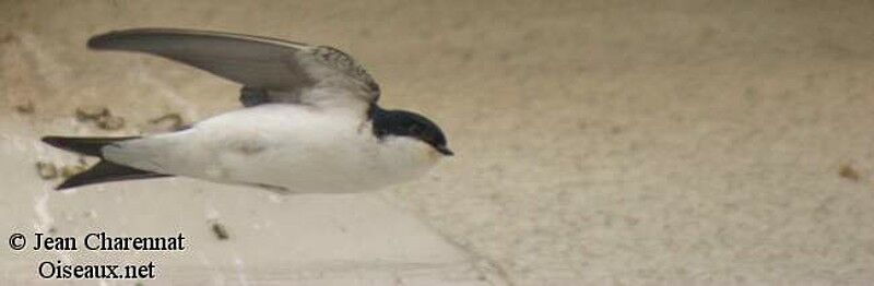 Common House Martin