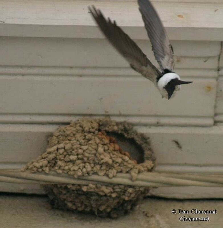 Western House Martin