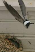 Common House Martin