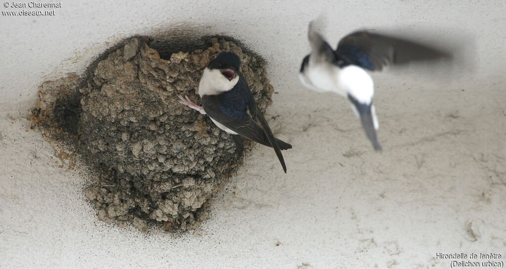 Common House Martin