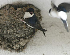 Western House Martin