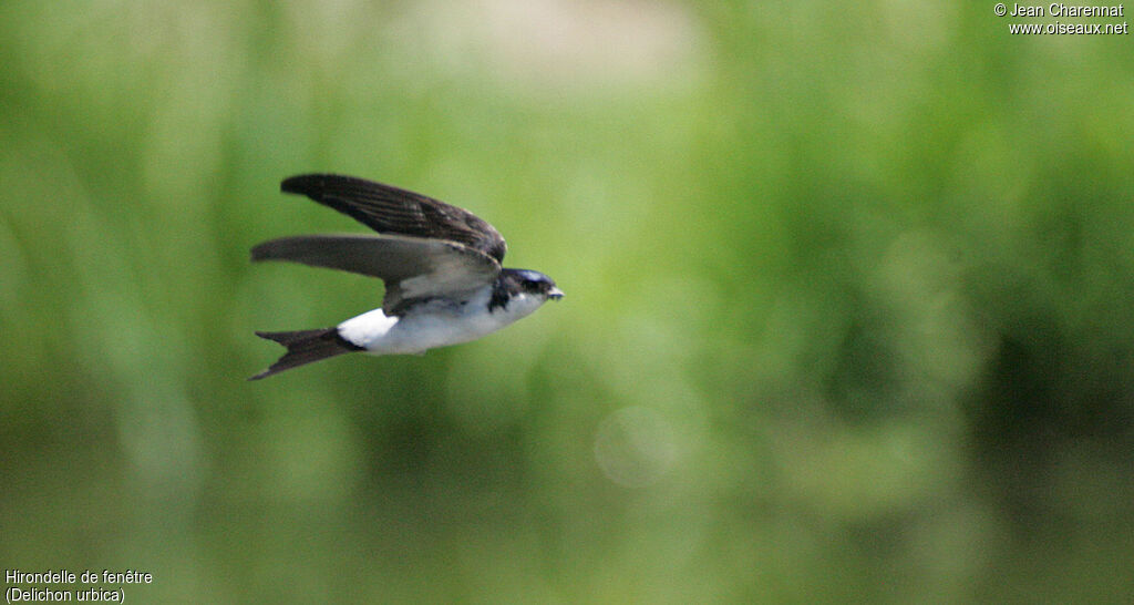 Common House Martin