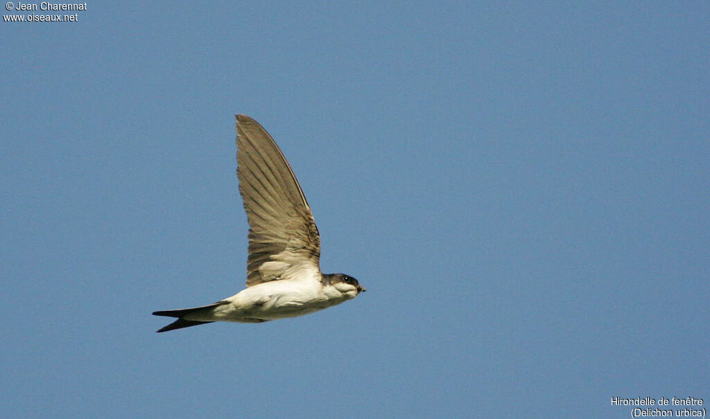 Western House Martin