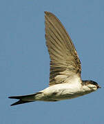 Western House Martin