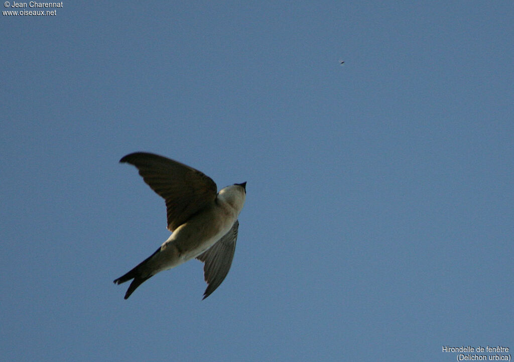 Common House Martin