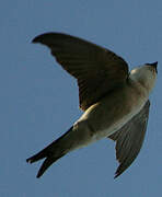 Western House Martin