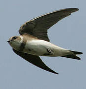 Sand Martin