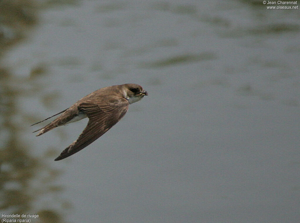 Hirondelle de rivage