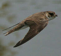 Sand Martin