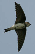 Sand Martin