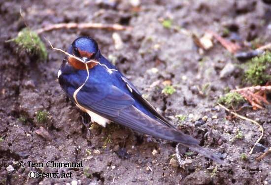 Barn Swallow