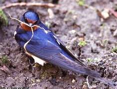 Barn Swallow