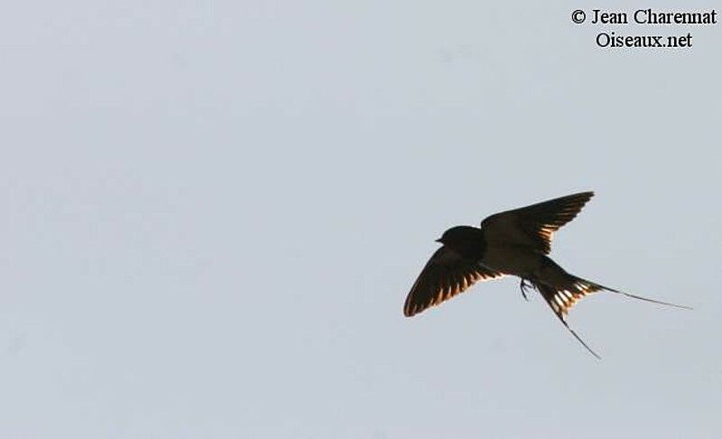 Barn Swallow