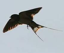 Barn Swallow