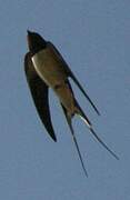 Barn Swallow